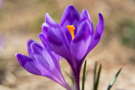 Blossom of crocuses at spring in the mountainsの写真素材