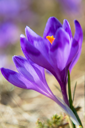 Blossom of crocuses at spring in the mountainsの写真素材