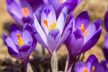 Blossom of crocuses at spring in the mountainsの写真素材