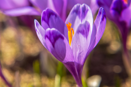 Blossom of crocuses at spring in the mountainsの写真素材