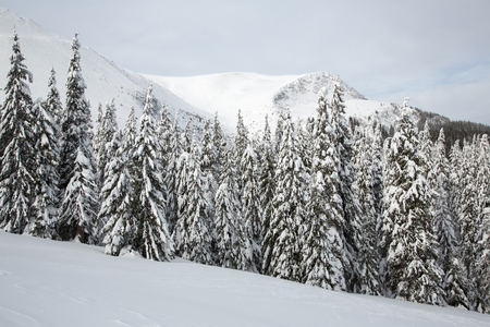 Bukovel in the winter. Snow-capped mountain peaks. Ukrainian Carpathians.の写真素材