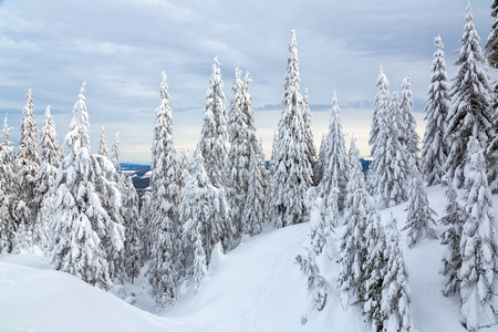 Bukovel in the winter. Snow-capped mountain peaks. Ukrainian Carpathians.の写真素材