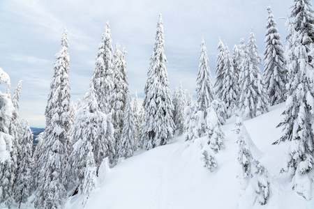 Bukovel in the winter. Snow-capped mountain peaks. Ukrainian Carpathians.の写真素材
