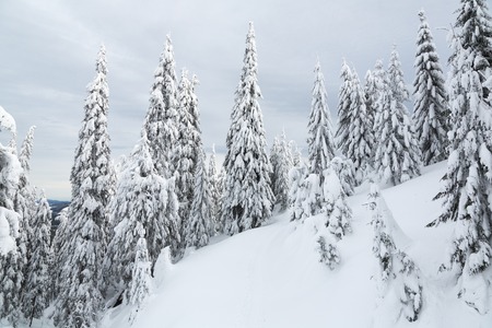 Bukovel in the winter. Snow-capped mountain peaks. Ukrainian Carpathians.の写真素材