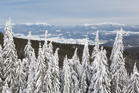 Bukovel in the winter. Snow-capped mountain peaks. Ukrainian Carpathians.の写真素材