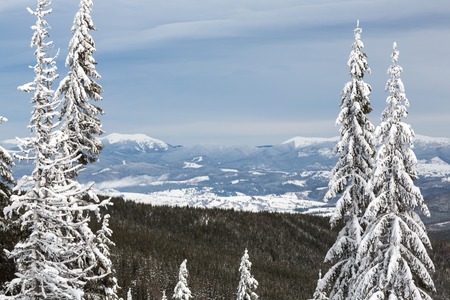 Bukovel in the winter. Snow-capped mountain peaks. Ukrainian Carpathians.の写真素材