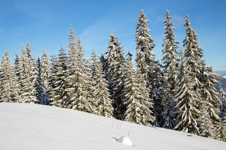 Bukovel in the winter. Snow-capped mountain peaks. Ukrainian Carpathians.の写真素材