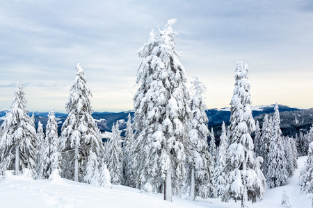 Bukovel in the winter. Snow-capped mountain peaks. Ukrainian Carpathians.の写真素材