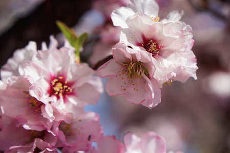 Pink flowers of almonds against the blue spring sky.の写真素材