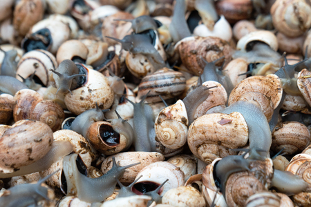 Raw snails at a street Market in Venice, Italy.の写真素材