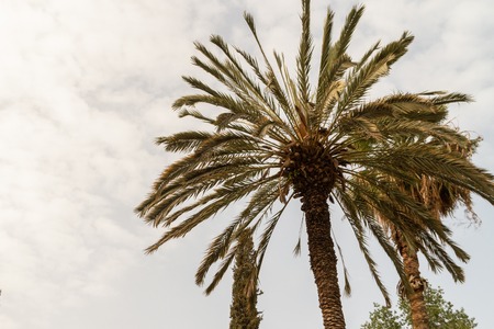 African oasis palm trees growing in sugarの写真素材