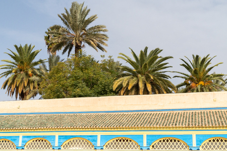 African oasis palm trees growing in sugarの写真素材