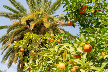 Africa morocco oranges grow among pollen treesの写真素材