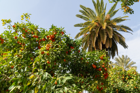Africa morocco oranges grow among pollen treesの写真素材