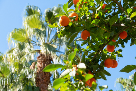 Africa morocco oranges grow among pollen treesの写真素材