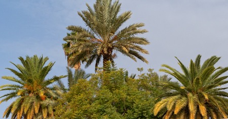 African oasis palm trees growing in sugarの写真素材