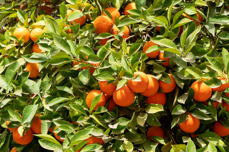 Africa morocco oranges grow among pollen treesの写真素材