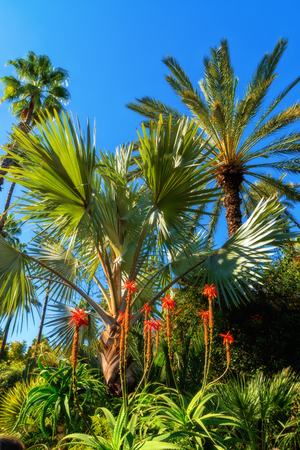 African oasis palm trees growing in sugarの写真素材