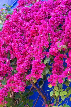 Red flowers on a blue fence Africa Moroccoの写真素材