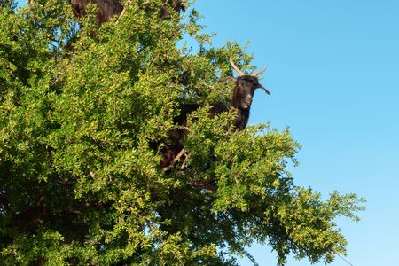 Morocco Goats on the tree leaves fallの写真素材