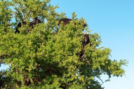 Morocco Goats on the tree leaves fallの写真素材