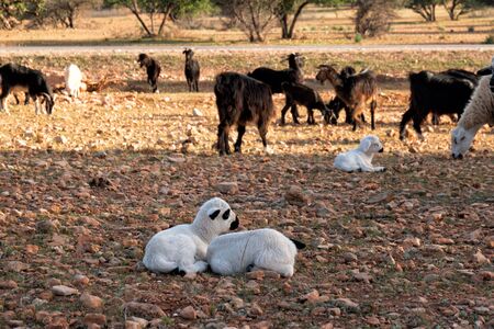 Morocco Goats on the tree leaves fallの写真素材