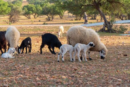 Morocco Goats on the tree leaves fallの写真素材