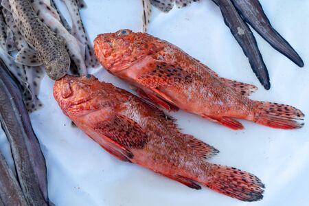 Fresh raw seafoods on counter in restaurant. Food theme. Mediterranean specialties.の写真素材
