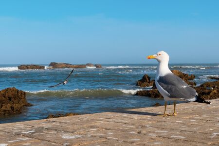 Essaouira Fish Market is the place to get the LOCAL seafood, the port is near Bab Doukala. Beautiful sunset with silhouette fortress and flying seagullの写真素材