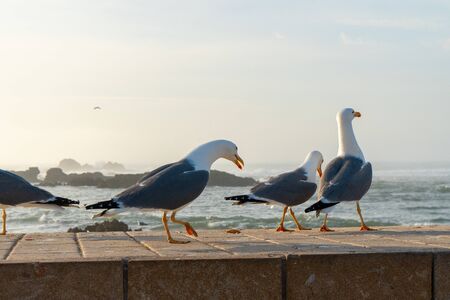 Essaouira Fish Market is the place to get the LOCAL seafood, the port is near Bab Doukala. Beautiful sunset with silhouette fortress and flying seagullの写真素材