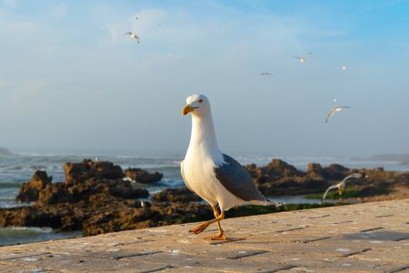 Essaouira Fish Market is the place to get the LOCAL seafood, the port is near Bab Doukala. Beautiful sunset with silhouette fortress and flying seagullの写真素材