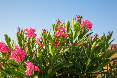 Flower tree in Antalya city in Turkey. The Mediterranean sea on the coast has a great climate and...