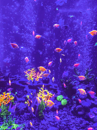 A green beautiful planted tropical freshwater aquarium with fishes,zebra angelfish pterophyllum scalare aquariumの写真素材