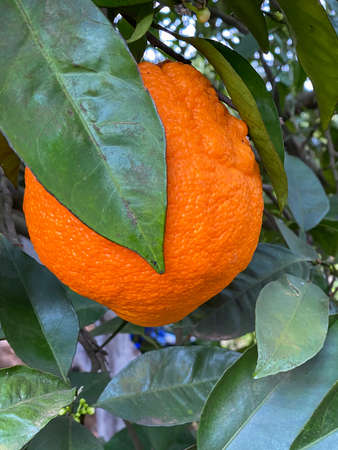 One big orange hanging on the tree in it natural environment.の写真素材