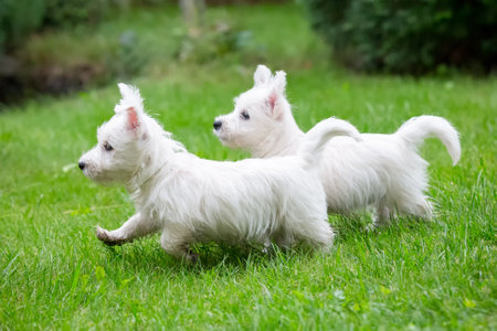 Cute West Highland White Terrier lies in the grassの写真素材