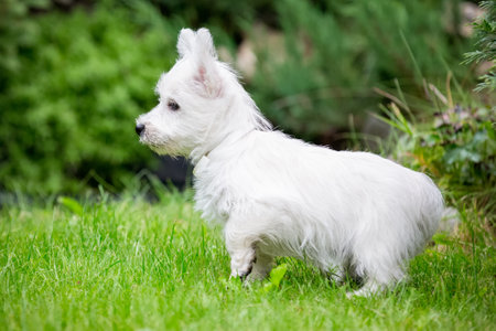 Cute West Highland White Terrier lies in the grassの写真素材