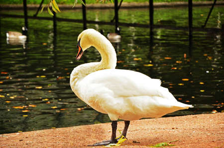 A beautiful swan is near the water looking for foodの写真素材