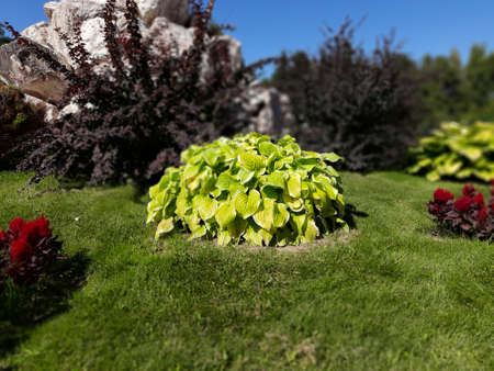 bush in the gardenの写真素材