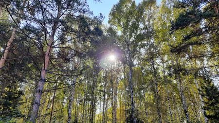 the sun breaks through the pinesの写真素材