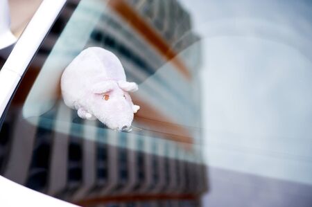 A toy pink mouse lies on the inside of the car dashboard under the windshield.の写真素材
