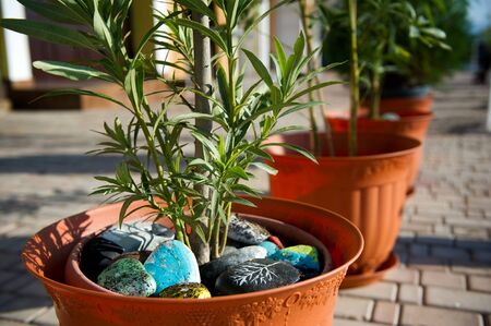 outdoor pot with a plant and beautiful decorated stones as part of a series of pots on the promenadeの写真素材
