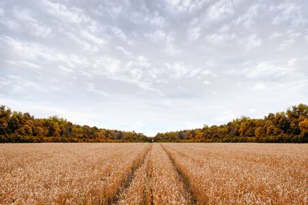 track in the rye field, extending into the distance to the forest beltの写真素材