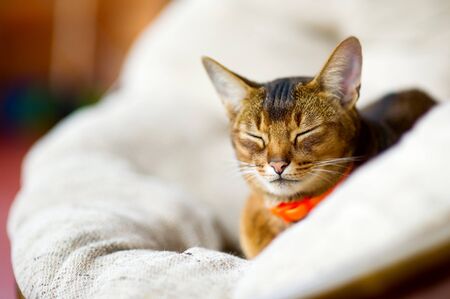 Abyssinian cat resting in a soft chair with eyes closed. Close upの写真素材