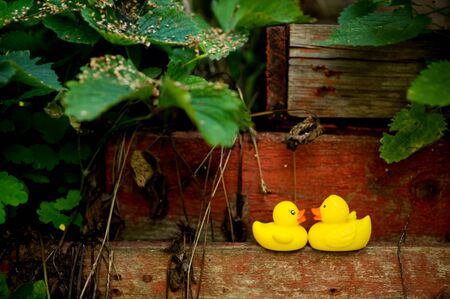 two yellow plastic ducks look at each other, standing on an old wooden structure in the garden in soft light and soft focusの写真素材