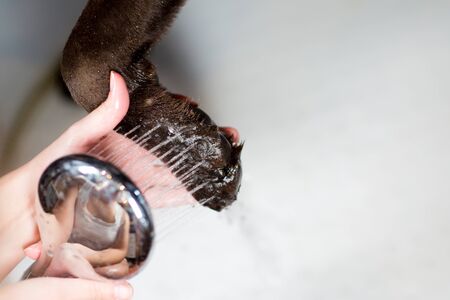 paw of the dog that the girl from the shower head washes. close up, Washing a dog's paw from a watering can, close-up. Woman washes a dog's pawの写真素材