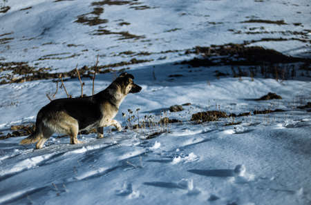 Wolf in the mountains. Dog in the mountains. Snow Wolf. Mountain animals.