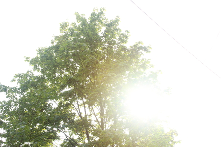 Tree under the sunの写真素材