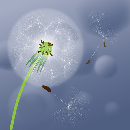Dandelion on abstract blue-gray background. Vector image of a dandelion.のイラスト素材