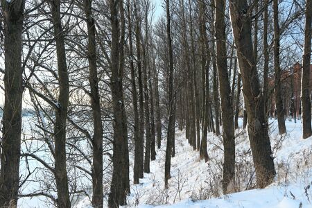 Beautiful winter day. Snow on the bank of the river. Trees under the snow. The low winter sun.の写真素材
