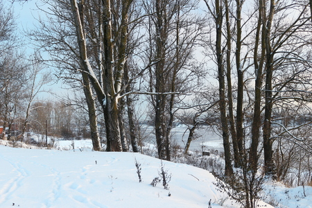 Beautiful winter day. Snow on the bank of the river. Trees under the snow. The low winter sun.の写真素材